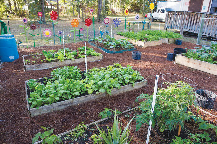 The base of any successful vegetable garden is the soil. Source: UF/IFAS